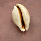 Golden Cowrie Seashell Callistocypraea Aurantium  1 Shell Approx  3 25  Inches 