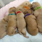 30 Pcs Puppy Id Collars Whelping Collars Adjustable Newborn Dog Kitten Band