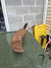 Standing Mount Mink Small Animal Taxidermy Brown Fur From Animal Species Mink