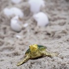 Safari Ltd  Green Sea Turtle Baby Figurine - Realistic 2 38  Model Figure