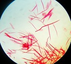 Antique  Microscope  Slide   Stem Of Fennel By Abraham Flatters  accurate  