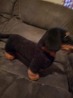 Plush Dachshund 19  Dog   Puppy Stuffed Animal Melissa   Doug Life Like Weiner