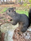 Squirrel Taxidermy  Custom Black Squirrel Mount  Taxidermy  Mancave  Nature  New
