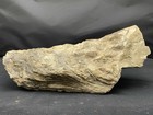 Fossilized Oyster From Hollister California  crassostrea Titan 