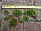 Live Green Moss Assortment For Terrarium Vivarium Fairy Garden 6x6 Ziplock