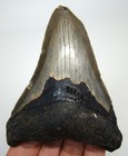 Megalodon Shark Tooth Real Fossil - 3 71    Shark Teeth - No Restorations Megladon