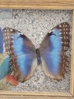 Wood Framed Real Butterfly Blue Morpho Taxidermy Specimen