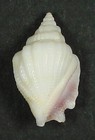 Strombus Helli 20 78mm Super Choice Rare Xl Specimen Off Makua  Oahu  Hi