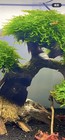 Christmas Moss Buy 2 Get 1 Free Plants Aquarium Fish Tank  2   x3   