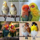 Bird Toys For Parakeets 7pcs  Wood Parrots Budgie Cage Accessories  Bird Perch