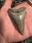 Big 3    Carcharodon White Shark Tooth Hastalis Mako Megalodon Era S c 