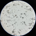 Scarce Antique Microscope Slide  Hms Challenger Deepest Sounding Taken 4475 F 