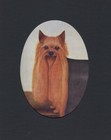 Vintage 1934 Yorkshire Terrier  oval  Print - Custom Matted - Dog Art Print Gift