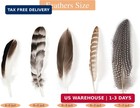 40pcs Natural Pheasant Feathers Bulk Spotted Feathers 5 Styles Mixed