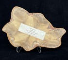 Australian Pentoxylon Petrified Wood Slab  Queensland-8   