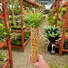 Sandblasted Cholla Wood 12    Long  wood Only 