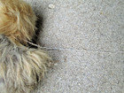 H j Korea Fur Pekingese Hanging Dog Figure Ornament Vintage Rabbit 