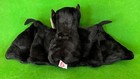 Ty Beanie Buddy Batty Black Bat 8  - 16  Wingspan Mwnmt Plush Halloween Decor