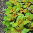 Ludwigia Rubin   Aquarium Plants Factory  