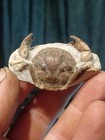 Pulalius Vulgaris Crab Fossil Specimen Washington State