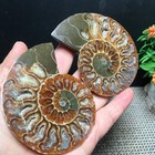 178g 1 Pair Of Split   Ammonite Specimen Healing From Madagascar Fb889