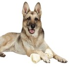 Natural Rawhide Dog Bones Dental Treats Long Lasting Knotted Beef Chews 8  - 9 
