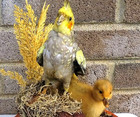 Taxidermy Cockatiel duckling glass Collectible arrowheads turquoise fox squirrel