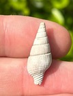 Italy Fossil Gastropod Mitrella Turgidula Pliocene Age Columbellidae Shell