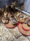 10 Giant Chicks Hatching Eggs- Indio Gigante X F1 Bym    world   s Biggest Chickens