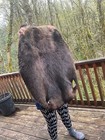 Xxxxl Beaver Tanned Hide