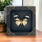 Real Framed Butterfly Insect Taxidermy Mounted Box Decor Unique Collector Gift