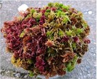  Live Sphagnum Moss Mixed Berry Crisp 3 4 Sandwich Bag  Fresh Cleaned Maine 