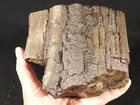 Nice Bark  Big  Petrified Wood Fossil 100  Natural From Jurassic Utah 3050gr