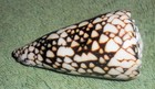 Rfm 81449 Conus Vidua Reeve 1843 61 7 Mm F  Tawi-tawi Islands  Philippines     Nic