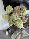 Dried Hydrangea Green Pink Limelight   5 Stems  Organic Flowers  16 To 18  Long