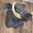 African Warthog Taxidermy Mount Vintage Tusks Half Mount 