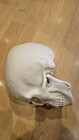 Ultra Realistic Anatomically Correct 1 1 Human Skull  Made In Usa