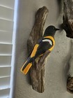 Handcarved   Painted Oriole Bird Life Size On Driftwood Wall Ready