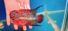 Kamfa F3 Flowerhorn  4    High-quality  Live Fish  Aquarium  Exotic Fish