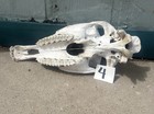 Real Horse Skull Cranium Bone Found In A Field