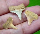 Great White Shark Tooth  - Real Fossils - Three Sharks Teeth No Restorations