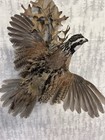 Bobwhite Quail Upland Game Bird Taxidermy  Wall Hanging Mount  Family-owned Shop