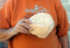 Large Pumice Sample From Oregon     6  To 10  Diameter     2 To 3 Pounds