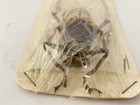 Petrognatha Gigas African Long Horned Beetle Unmounted Beetle  broken Antenna 