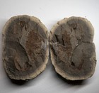 Rare Fossil Crab In Matrix Portunites Washington Concretion Crustacean Eocene