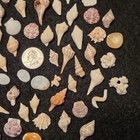 Beautiful Small Sea Shells Fl Beach Shell Baby Ear Horse Conch Cone Rare Pp1