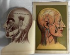 Vintage Brown-flynn Layered Head Anatomy Chart Brain Skull Medical Teaching Aid