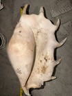 Large 14    Spider Conch Shell Lambis Natural Ocean Specimen Coastal Decor