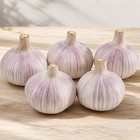 5 Whole Chesnok Red Garlic Bulbs For Planting Hardneck Fall Garden Raised Beds