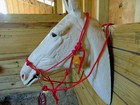 Handmade Natural Horsemanship Bitless Bridle 4 Knot Rope Halter Sidepull W Rings